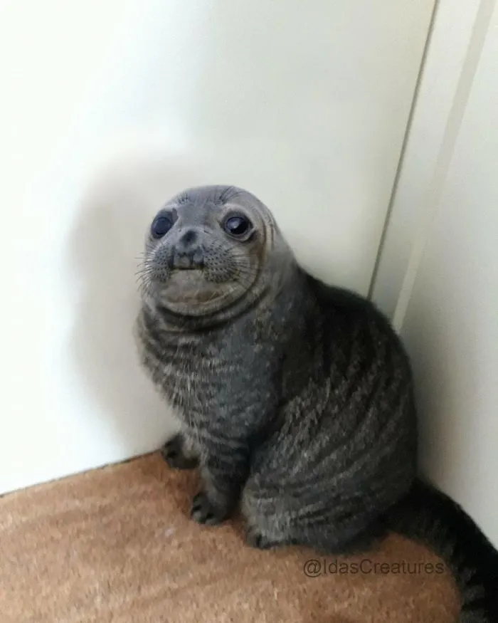 People Are Submitting Pics Of Their Pets To This Instagrammer, And She Gives Them Hilarious Makeovers
