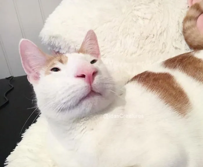 People Are Submitting Pics Of Their Pets To This Instagrammer, And She Gives Them Hilarious Makeovers