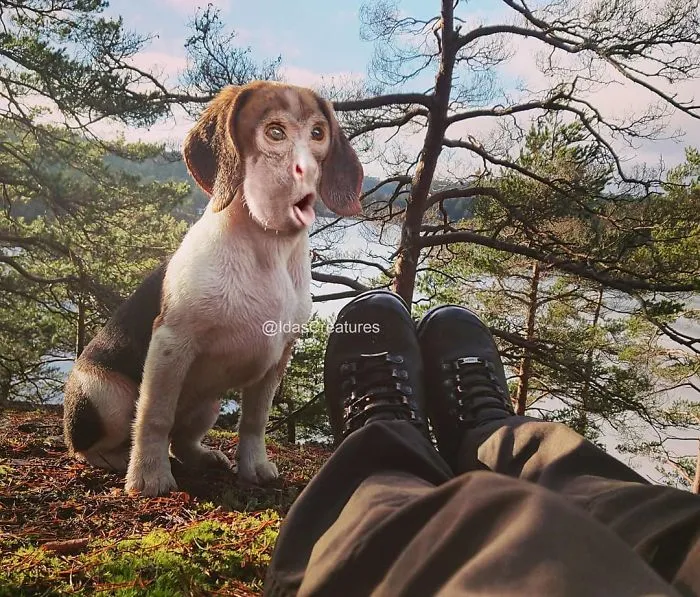 People Are Submitting Pics Of Their Pets To This Instagrammer, And She Gives Them Hilarious Makeovers