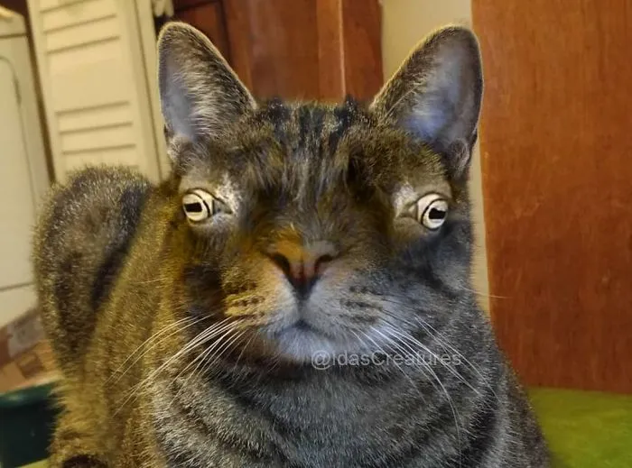 People Are Submitting Pics Of Their Pets To This Instagrammer, And She Gives Them Hilarious Makeovers