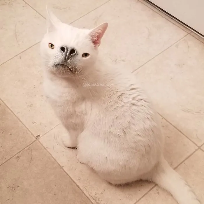 People Are Submitting Pics Of Their Pets To This Instagrammer, And She Gives Them Hilarious Makeovers