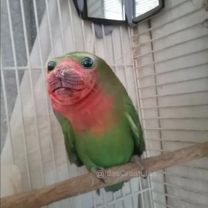People Are Submitting Pics Of Their Pets To This Instagrammer, And She Gives Them Hilarious Makeovers
