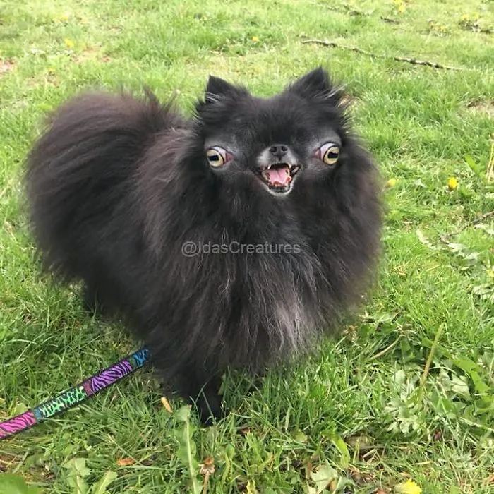 People Are Submitting Pics Of Their Pets To This Instagrammer, And She Gives Them Hilarious Makeovers