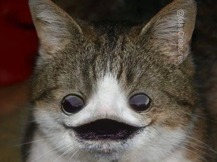 People Are Submitting Pics Of Their Pets To This Instagrammer, And She Gives Them Hilarious Makeovers