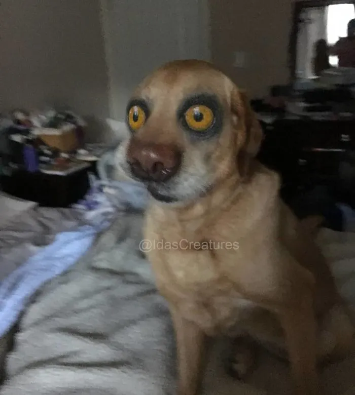 People Are Submitting Pics Of Their Pets To This Instagrammer, And She Gives Them Hilarious Makeovers