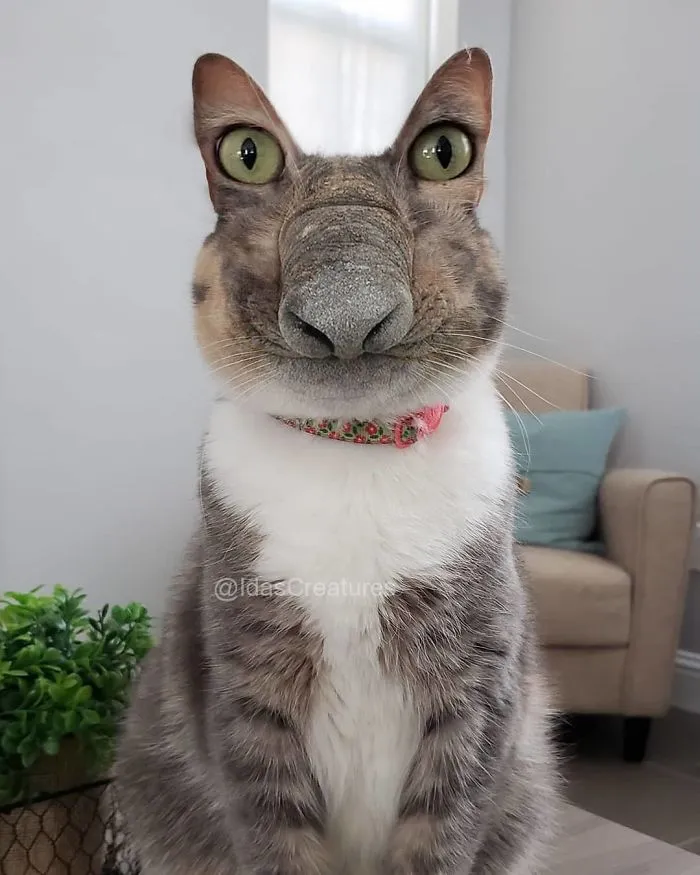 People Are Submitting Pics Of Their Pets To This Instagrammer, And She Gives Them Hilarious Makeovers