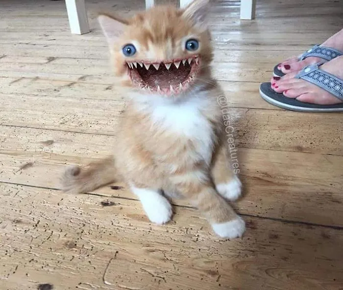 People Are Submitting Pics Of Their Pets To This Instagrammer, And She Gives Them Hilarious Makeovers