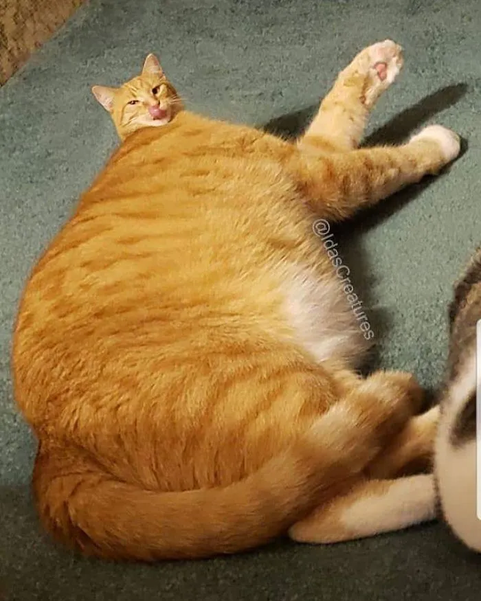 People Are Submitting Pics Of Their Pets To This Instagrammer, And She Gives Them Hilarious Makeovers
