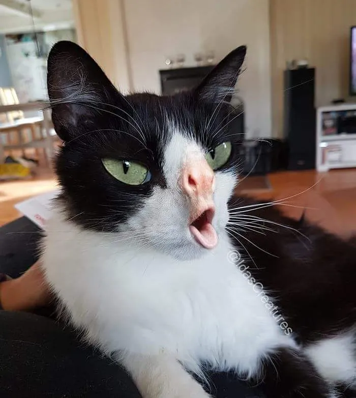 People Are Submitting Pics Of Their Pets To This Instagrammer, And She Gives Them Hilarious Makeovers