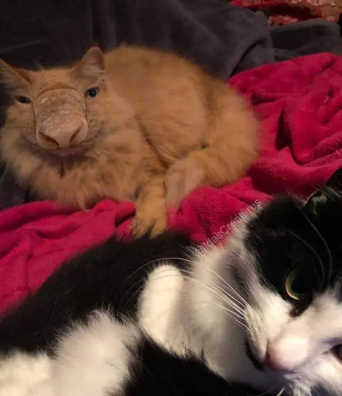People Are Submitting Pics Of Their Pets To This Instagrammer, And She Gives Them Hilarious Makeovers