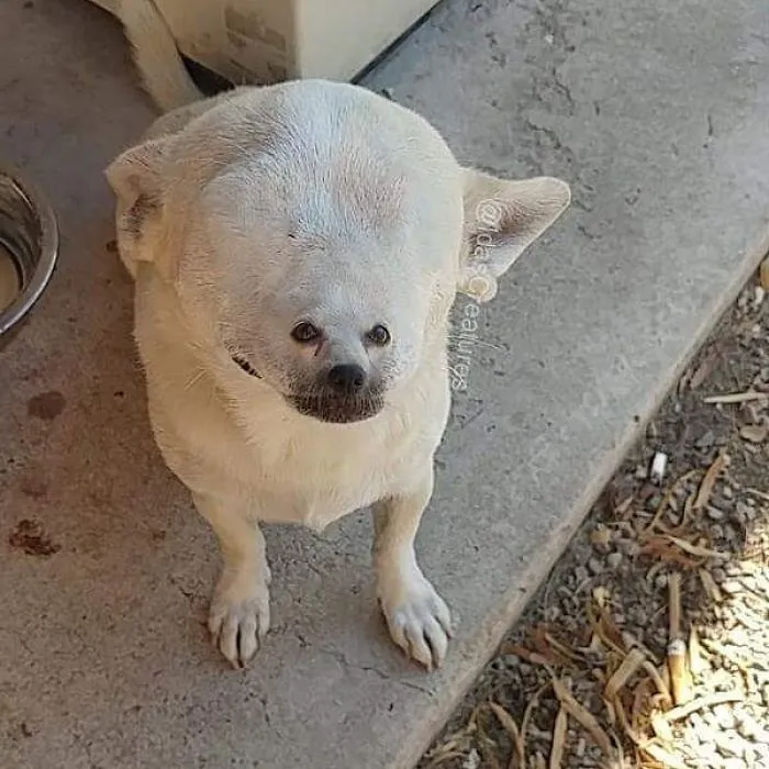 People Are Submitting Pics Of Their Pets To This Instagrammer, And She Gives Them Hilarious Makeovers