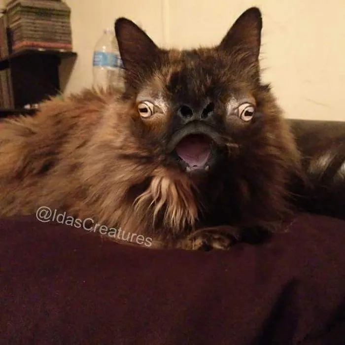 People Are Submitting Pics Of Their Pets To This Instagrammer, And She Gives Them Hilarious Makeovers
