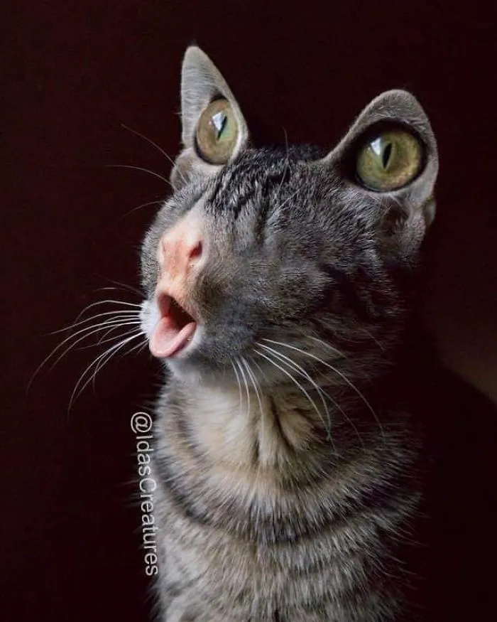 People Are Submitting Pics Of Their Pets To This Instagrammer, And She Gives Them Hilarious Makeovers