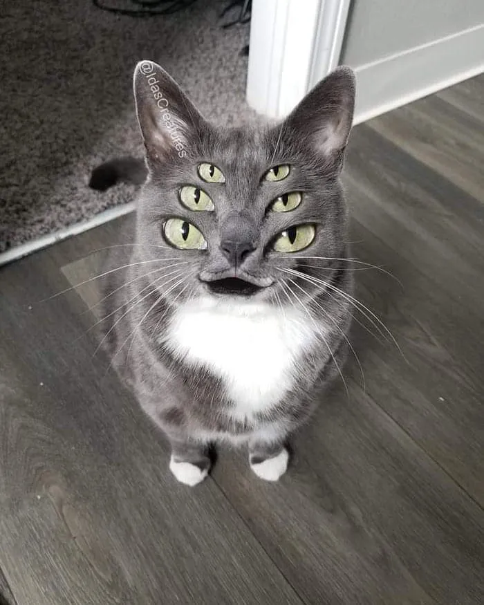 People Are Submitting Pics Of Their Pets To This Instagrammer, And She Gives Them Hilarious Makeovers