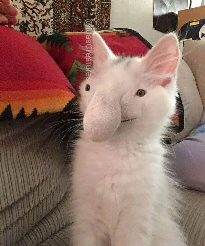 People Are Submitting Pics Of Their Pets To This Instagrammer, And She Gives Them Hilarious Makeovers