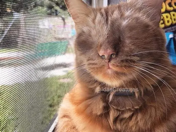 People Are Submitting Pics Of Their Pets To This Instagrammer, And She Gives Them Hilarious Makeovers