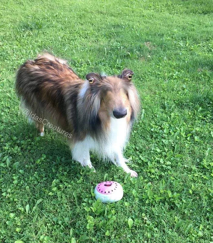 People Are Submitting Pics Of Their Pets To This Instagrammer, And She Gives Them Hilarious Makeovers
