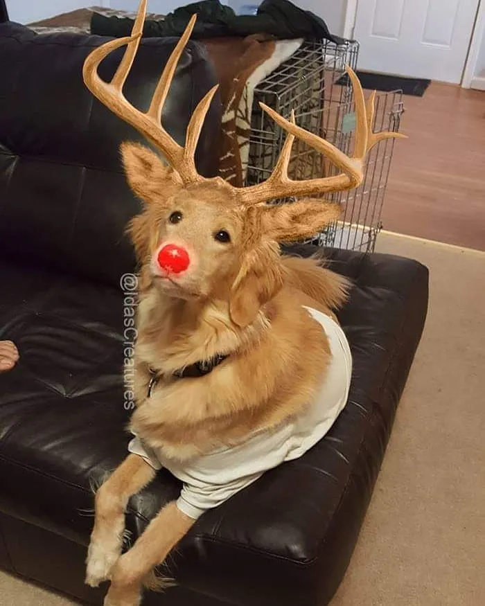 People Are Submitting Pics Of Their Pets To This Instagrammer, And She Gives Them Hilarious Makeovers