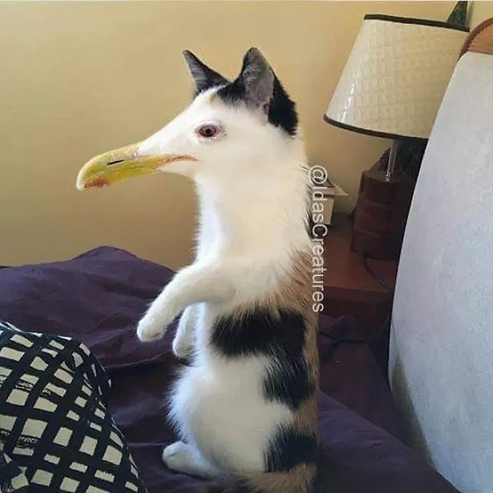 People Are Submitting Pics Of Their Pets To This Instagrammer, And She Gives Them Hilarious Makeovers