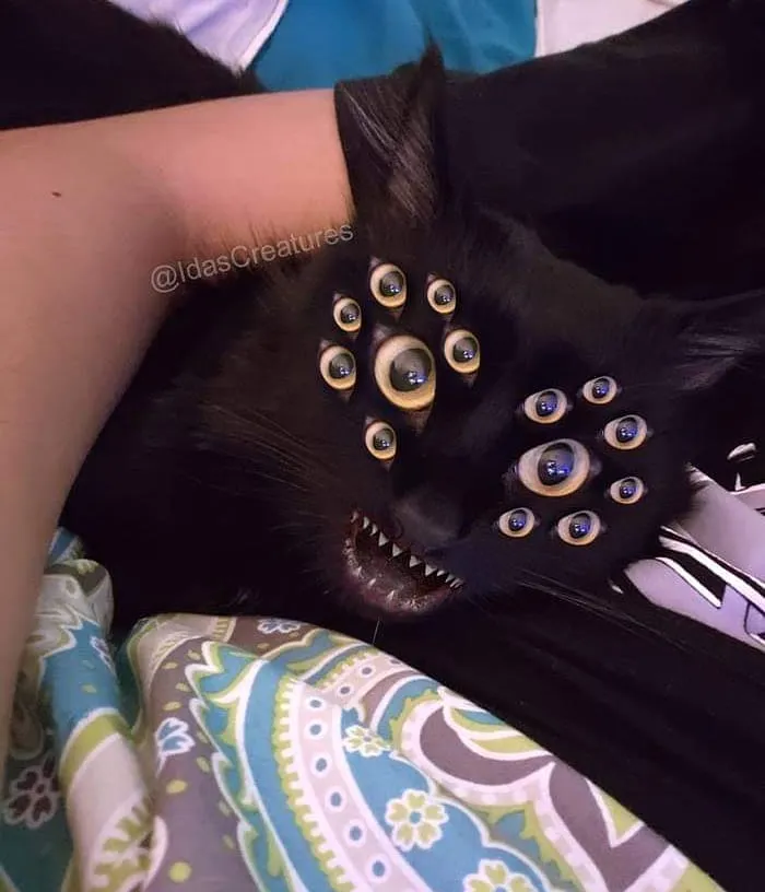 People Are Submitting Pics Of Their Pets To This Instagrammer, And She Gives Them Hilarious Makeovers