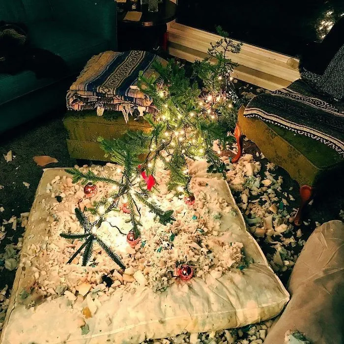 El perro ha destrozado el árbol y su cama también