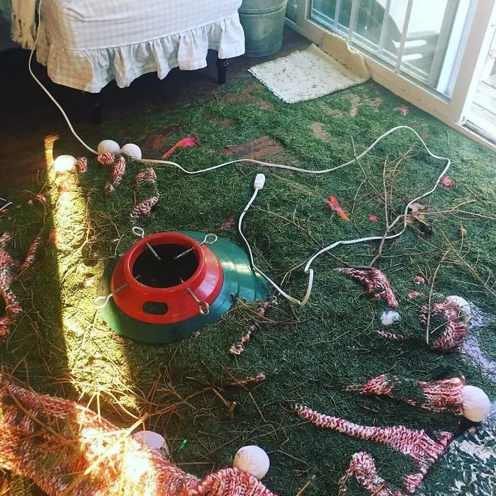 No le quedaba ni una aguja al árbol cuando lo conseguimos sacar afuera