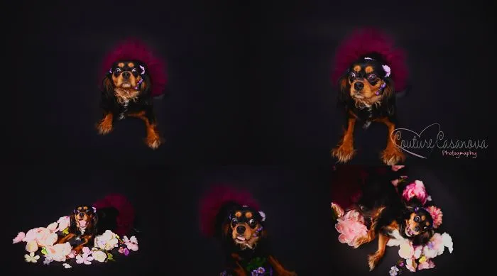 Pregnant Dog Brings Beyonce Level Maternity Photo Shoot To Life.