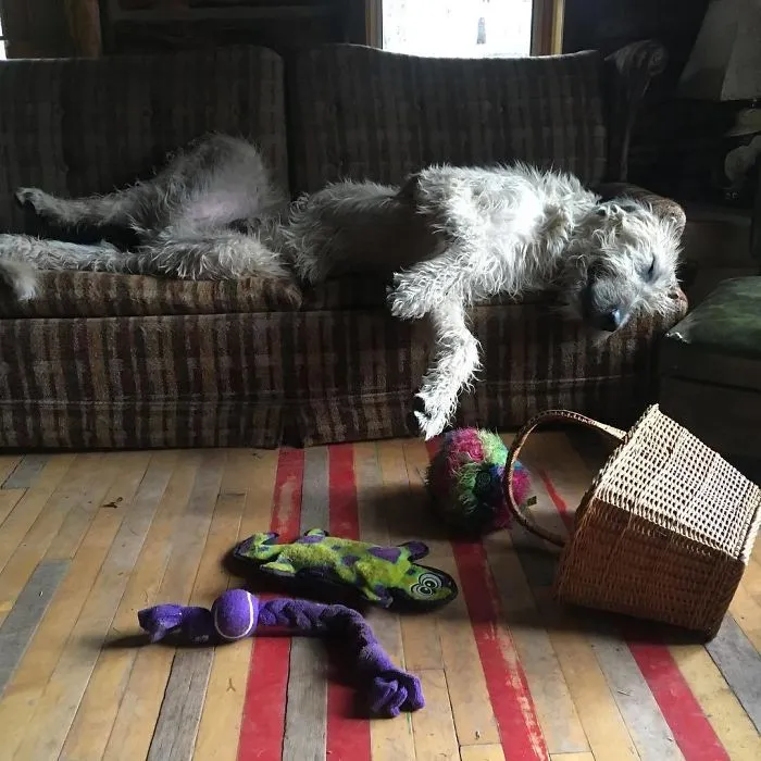 He Has Eaten Breakfast, Romped Around In The Rain And Played With His Toys. Now It’s Time To Rest Up Until Afternoon Playtime
