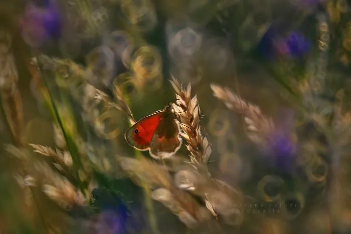 I Use A Bokeh Effect To Show How Fragile And Stunning Nature Is