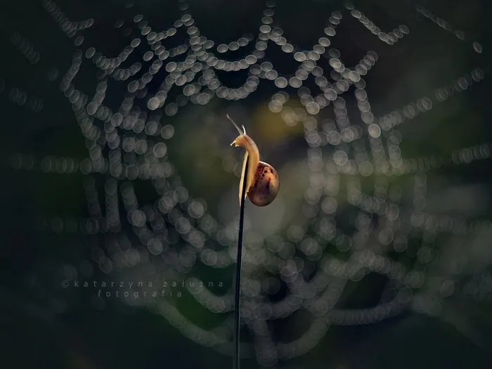 I Use A Bokeh Effect To Show How Fragile And Stunning Nature Is