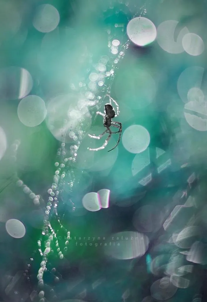 I Use A Bokeh Effect To Show How Fragile And Stunning Nature Is