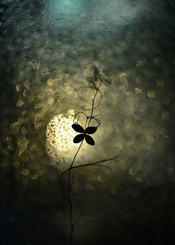I Use A Bokeh Effect To Show How Fragile And Stunning Nature Is