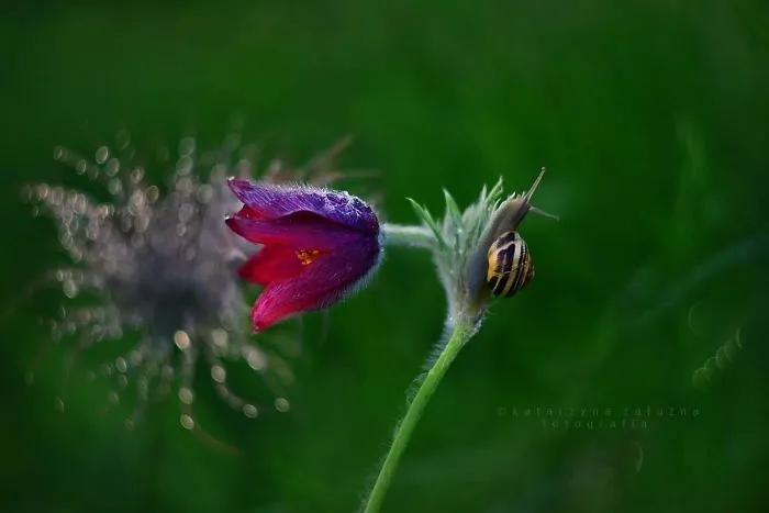 I Use A Bokeh Effect To Show How Fragile And Stunning Nature Is