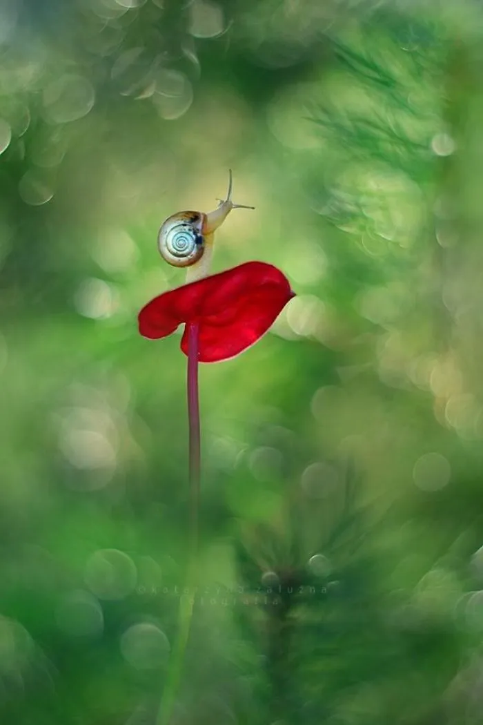 I Use A Bokeh Effect To Show How Fragile And Stunning Nature Is