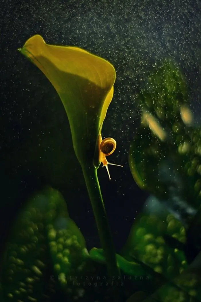 I Use A Bokeh Effect To Show How Fragile And Stunning Nature Is
