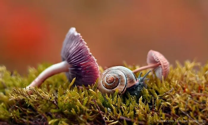 I Use A Bokeh Effect To Show How Fragile And Stunning Nature Is