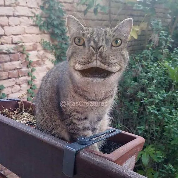 People Are Submitting Pics Of Their Pets To This Instagrammer, And She Gives Them Hilarious Makeovers