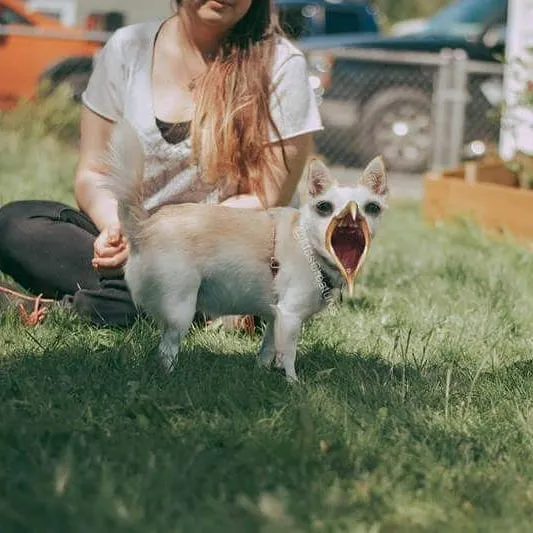 People Are Submitting Pics Of Their Pets To This Instagrammer, And She Gives Them Hilarious Makeovers
