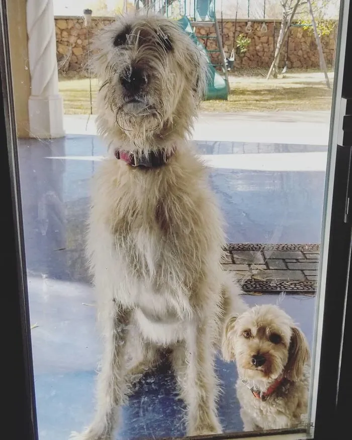 I Think If We Stare Really Hard And Don't Move They Will Let Us Back In