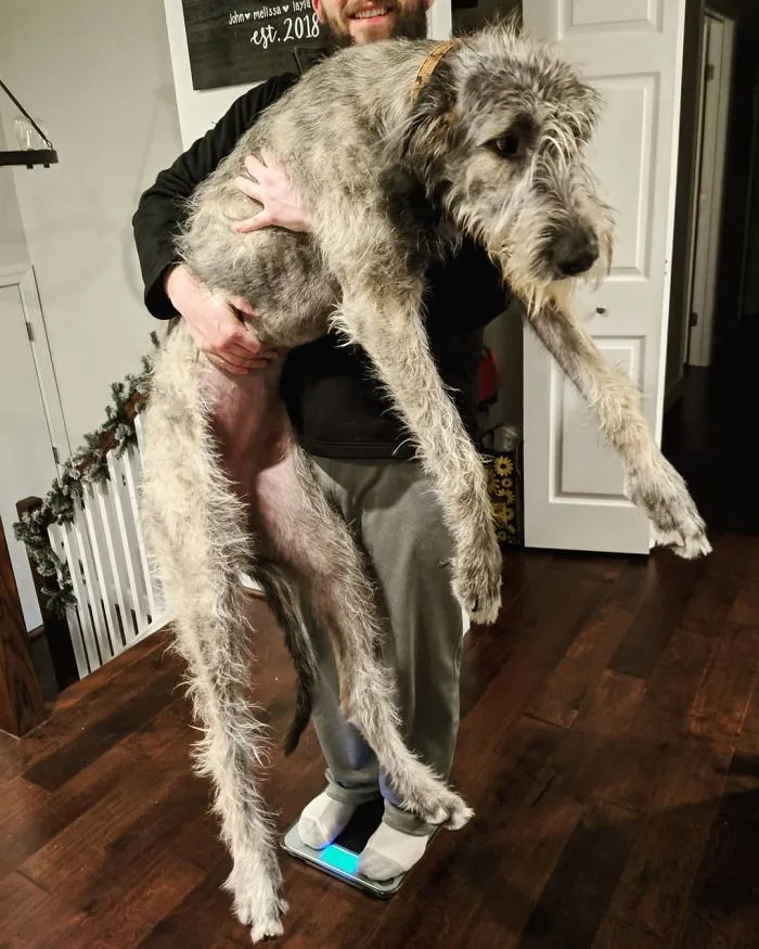 Apparently, When You Turn 9 Months Old, You Have To Get Weighed. Checkinh In At 113 Lbs And 34 Inches Tall Today - Happy 9 Months To Me!