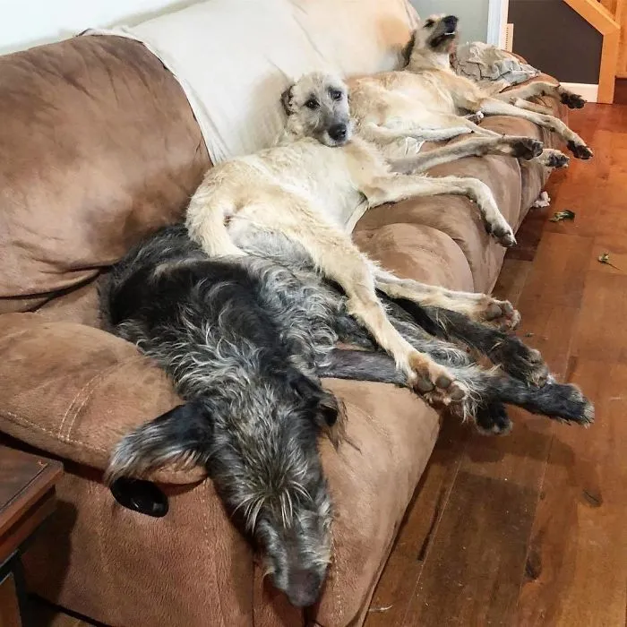 Three Wolfies Worked Together To Kick Me Out Of My Seat