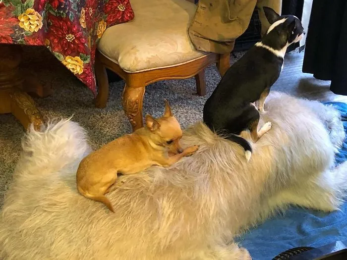 Driller, Coco And Chanel Are Best Friends Always...
