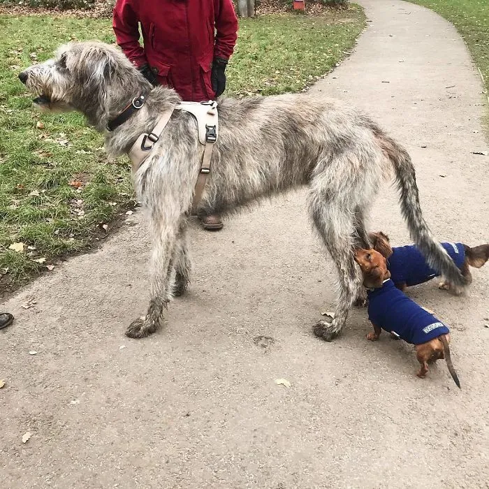 Two Dogs And A Horsey