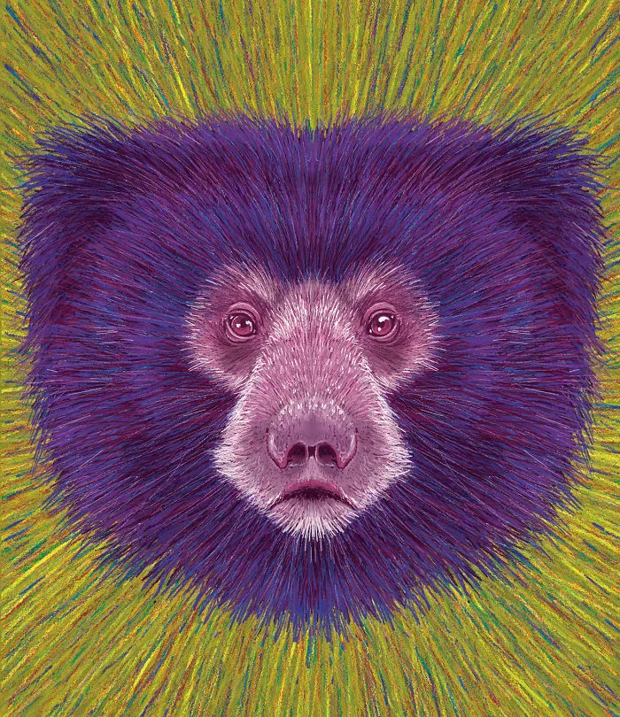 Sloth Bear