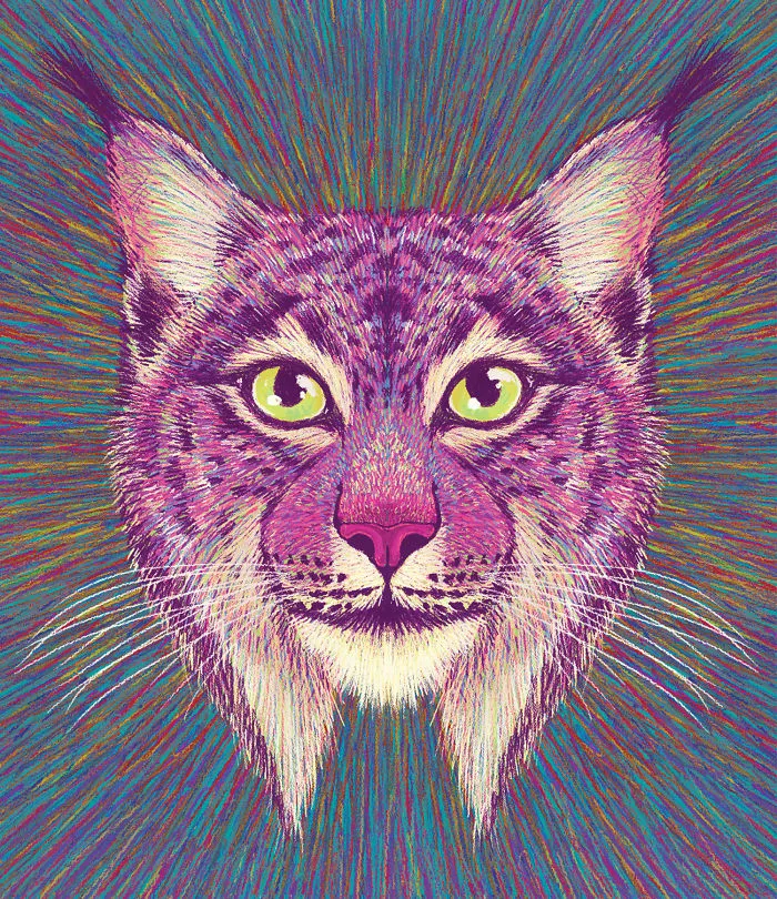 Iberian Lynx