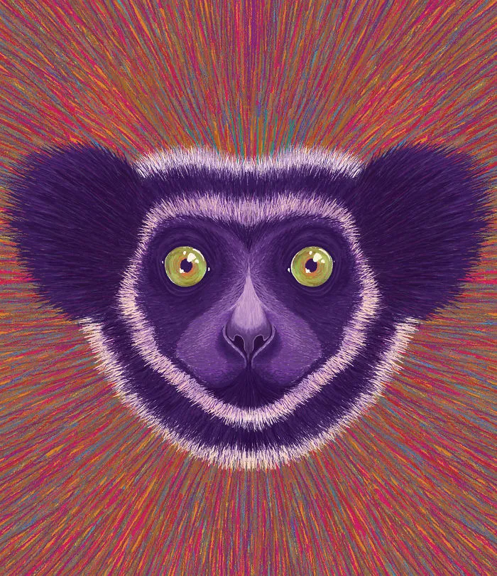Indri Lemur