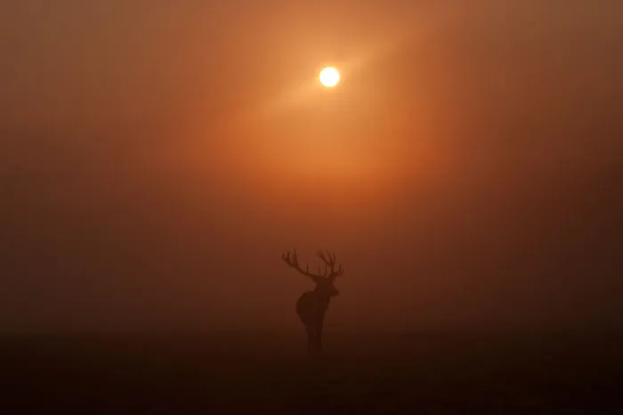 Stunning Deers Of Richmond Park