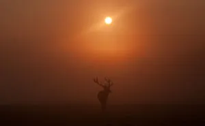 Stunning Deers Of Richmond Park
