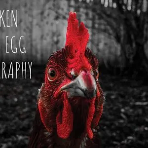 Chicken or The Egg Photography