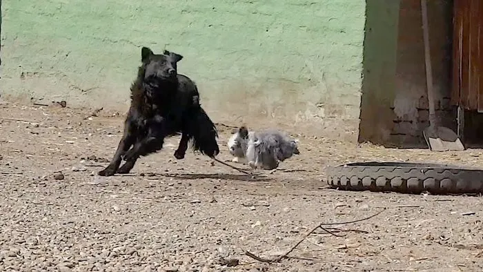 Hairy Lionhead Bunny Rabbit Chasing A Dog Around The Yard